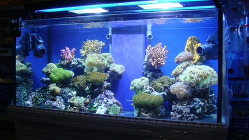 移动鱼缸时应该如何处理  应该防止什么